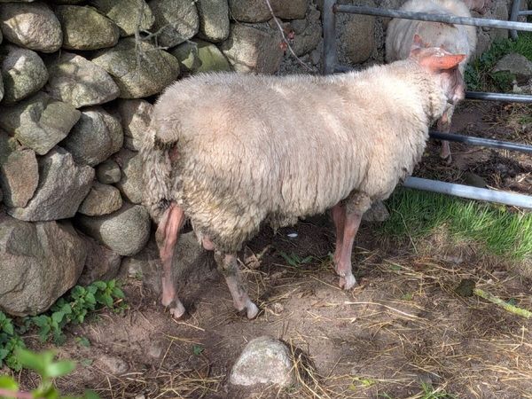 Sheep - Main image