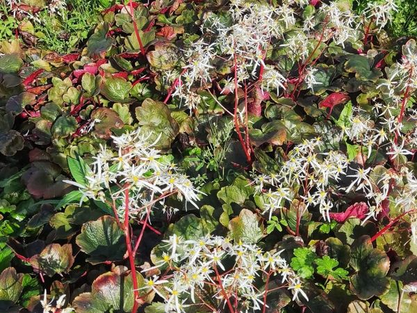 Herbaceous Perennials in 3 litre just  7.50 euro - Main image