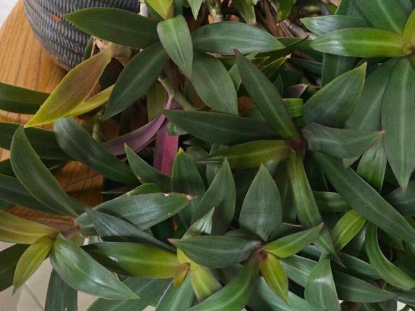 Plant - Main image
