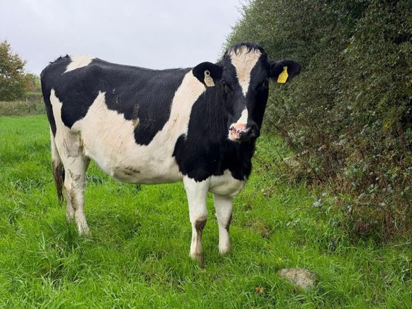 33 Spring Calving Heifers - 518 Kg/Ms - Main image