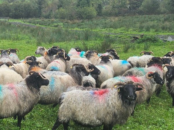 Horned ewes - Main image
