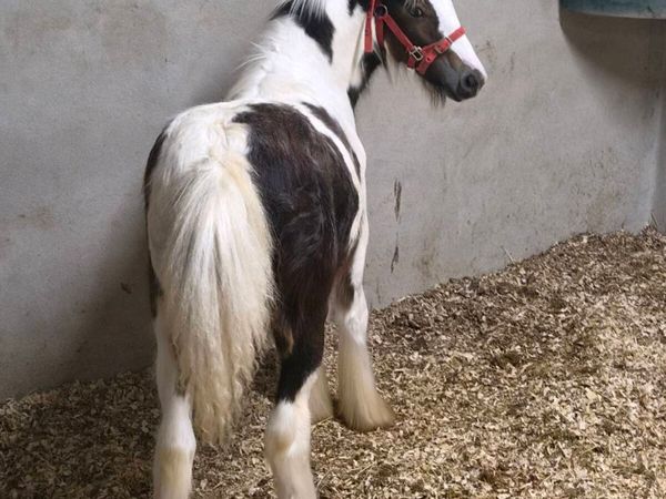Filly - Main image