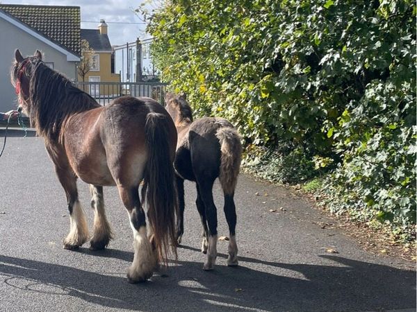in foal Clydestale mare filly foal at foot - Main image