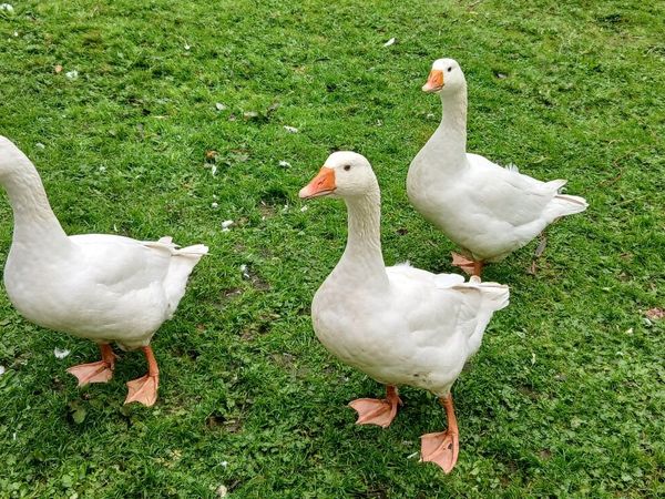 Geese - Main image