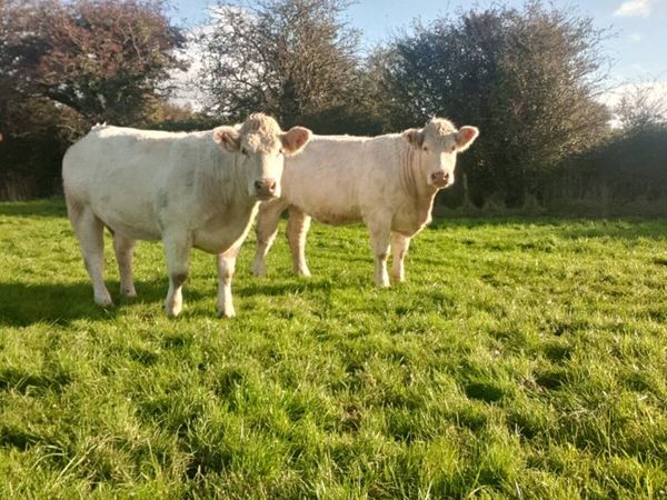 Purebred registered Maiden heifers - Main image