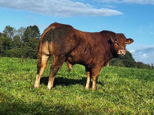 Pedigree  Limousin Bull - Main image