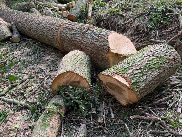 Ash Timber- 10 x 1m Lengths - Main image