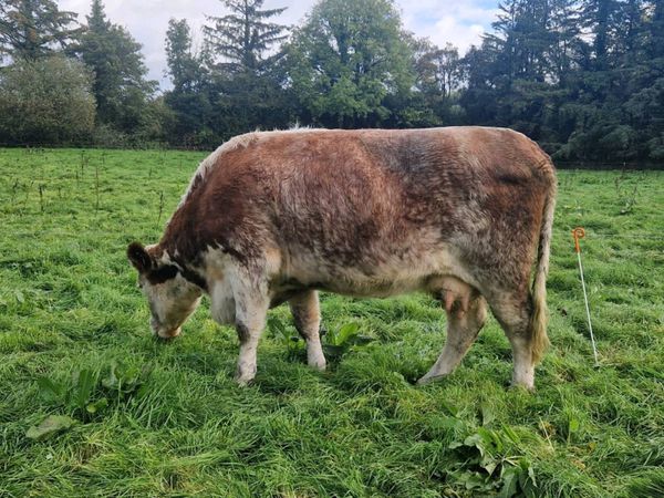 Shorthorn Hereford Cross 820kg cow - Main image