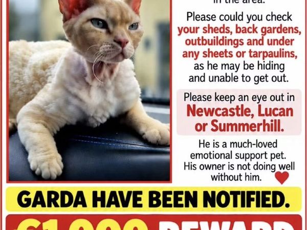 Missing Cat - Main image