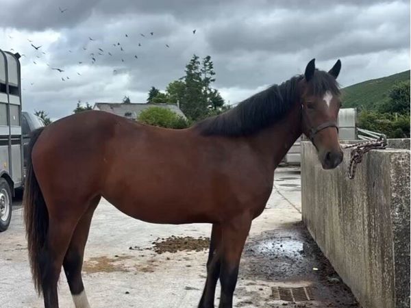 Rising 2 Bay Filly - Main image
