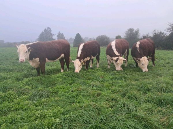 Hereford Heifers - Main image