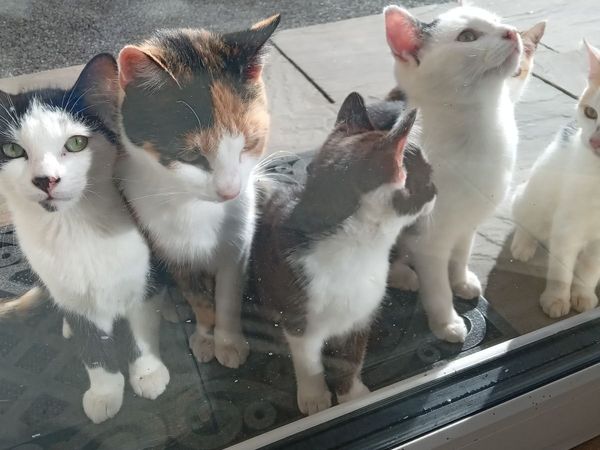 Kittens - Main image