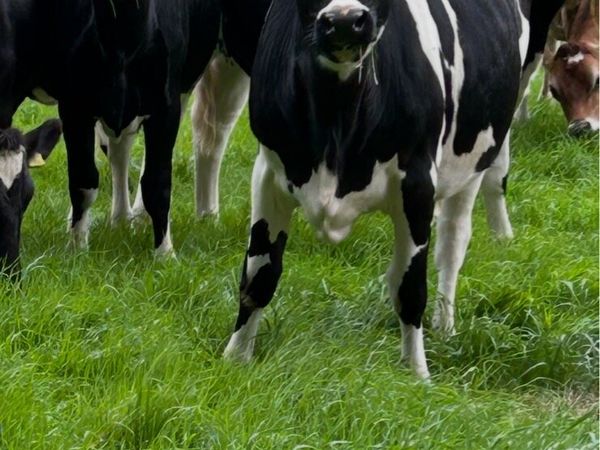 Incalf heifers - Main image