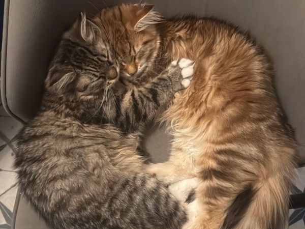 Siberian Cats - Main image
