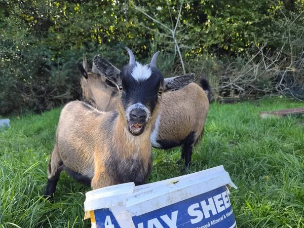 Pygmy goats - Main image