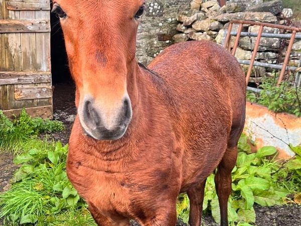 Colt Foal 6 months Old - Main image