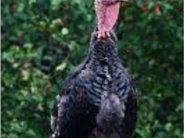 Turkeys - Main image
