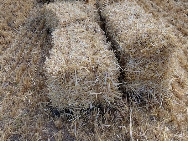 Small Square Bale Barley Straw - Main image