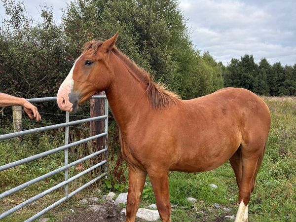 Irish Draught Year and Half Gelding for Sale - Main image