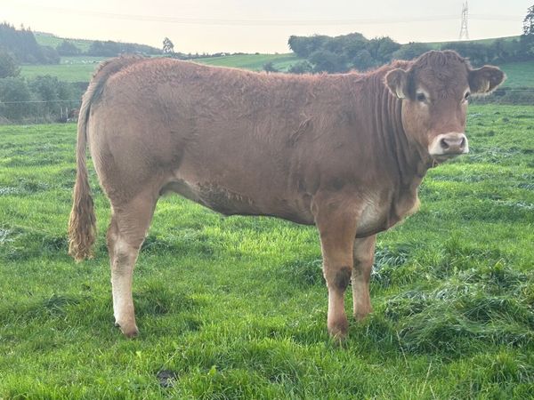 Pedigree Limousin Heifer - Main image