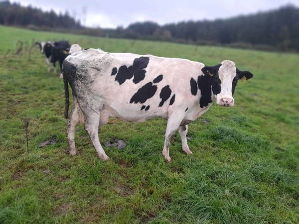 Cull cows for sale - Main image