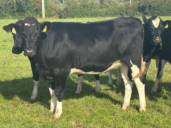 Spring In-Calf Heifers - Main image