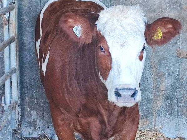 Heifer - Main image