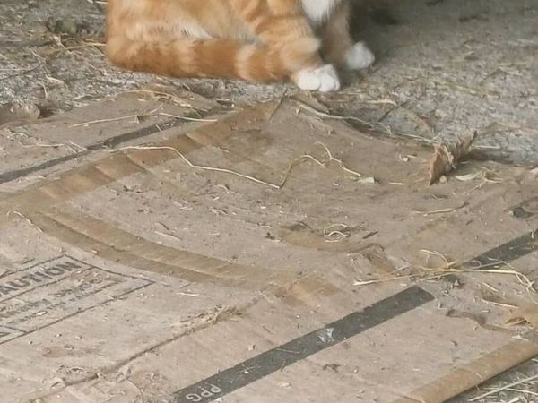 Two Male Kittens for €50 - Main image