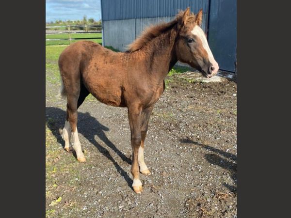 Sports Pony Filly Foal by HSF Lucky Boy - Main image