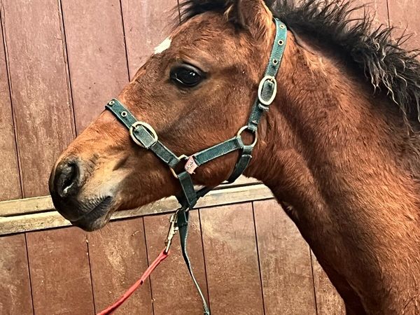 Connemara colt foal - Main image