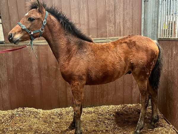 Connemara colt foal - Main image