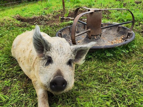 Mangalica Pig - Main image