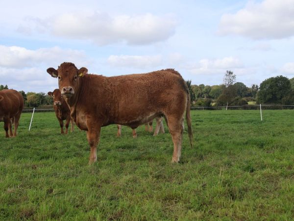 15 month old PBR Limousin Heifer - Main image