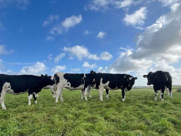 Clearance sale of incalf heifers/ spring calving - Main image