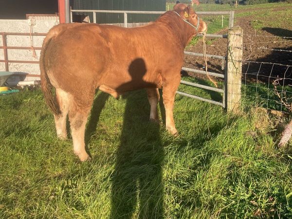 PBR Limousin Bull for Sale - Main image