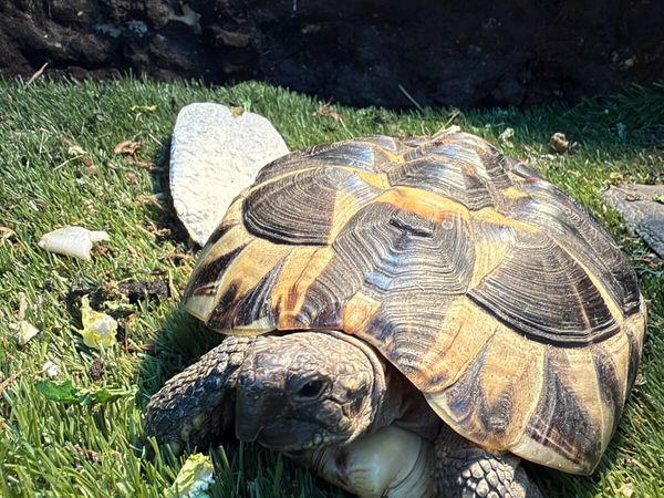 Crested gecko & hermanns tortoise - Main image