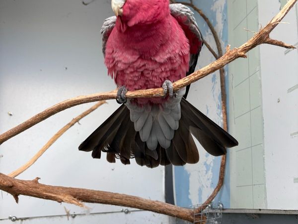 Male galah - Main image