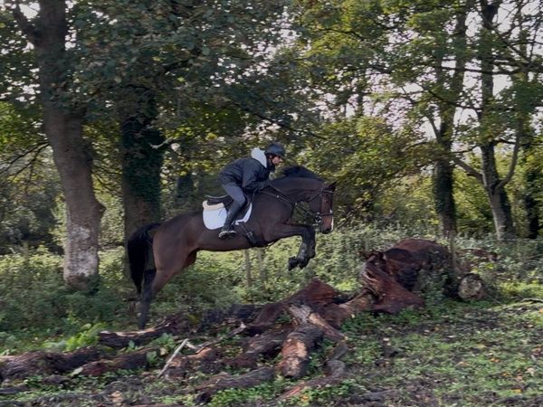 2022 ISH gelding - Main image