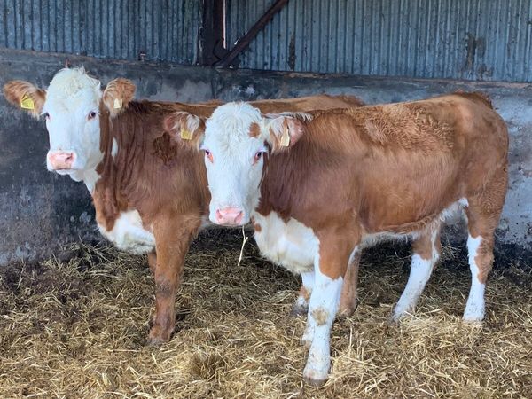 2 Super 5⭐️ Genotyped Breeding heifers - Main image