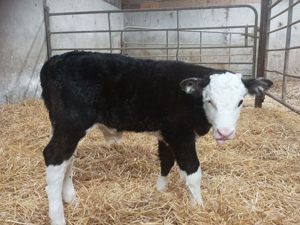 Hereford bull calf - Main image