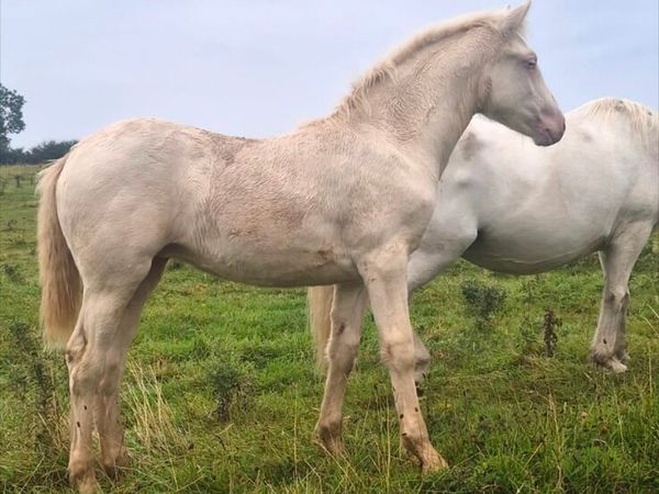 Connemara filly foal Lightening star - Main image