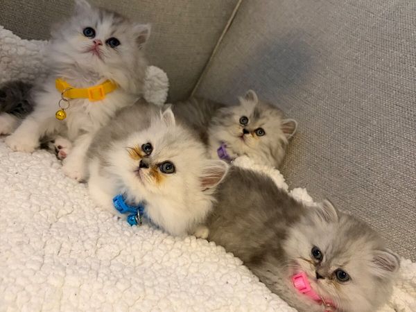 Beautiful Persian kittens - Main image
