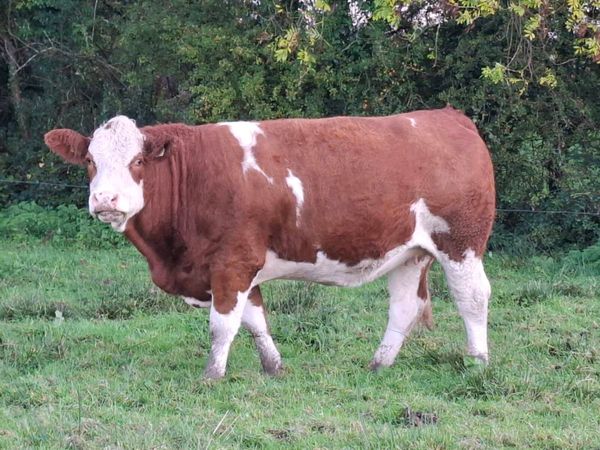 Purebred  simmental incalf  heifer - Main image