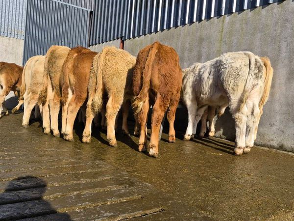 10 Super Bull Weanlings - Main image