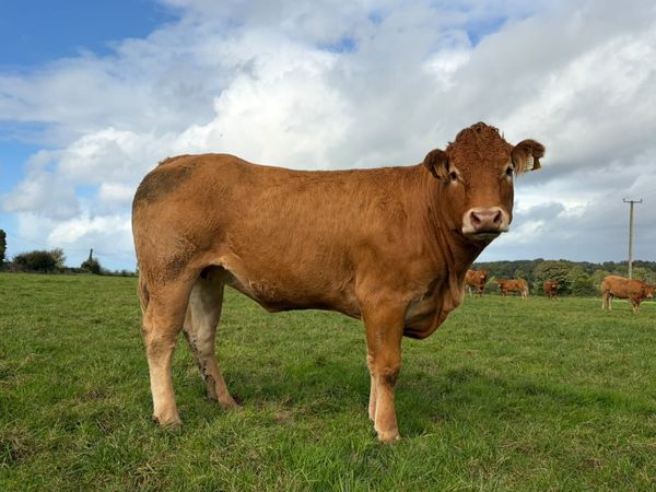 Annual Sale-28 home bred in calf Limousin heifers - Main image