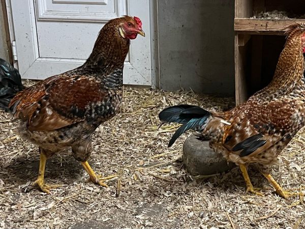 Rooster - Main image
