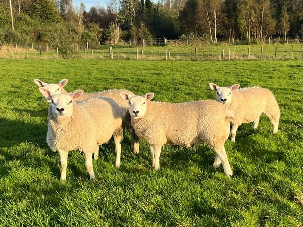 Four Pedigree Texel Ewe Lambs - Main image