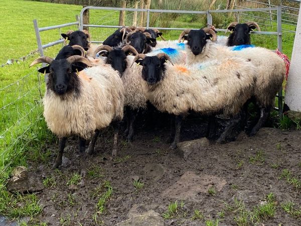 12 Super Horned Hoggets - Main image