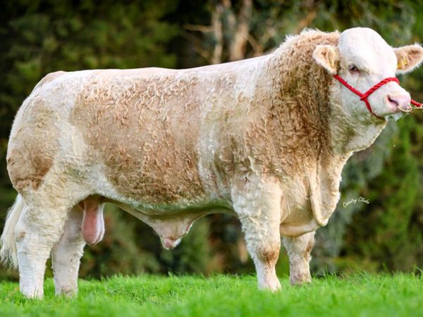 🔥2 X PBR Simmental Bulls 🔥 - Main image