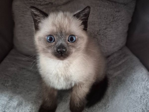 Kitten - Main image